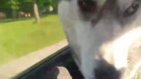 Husky and Bliss