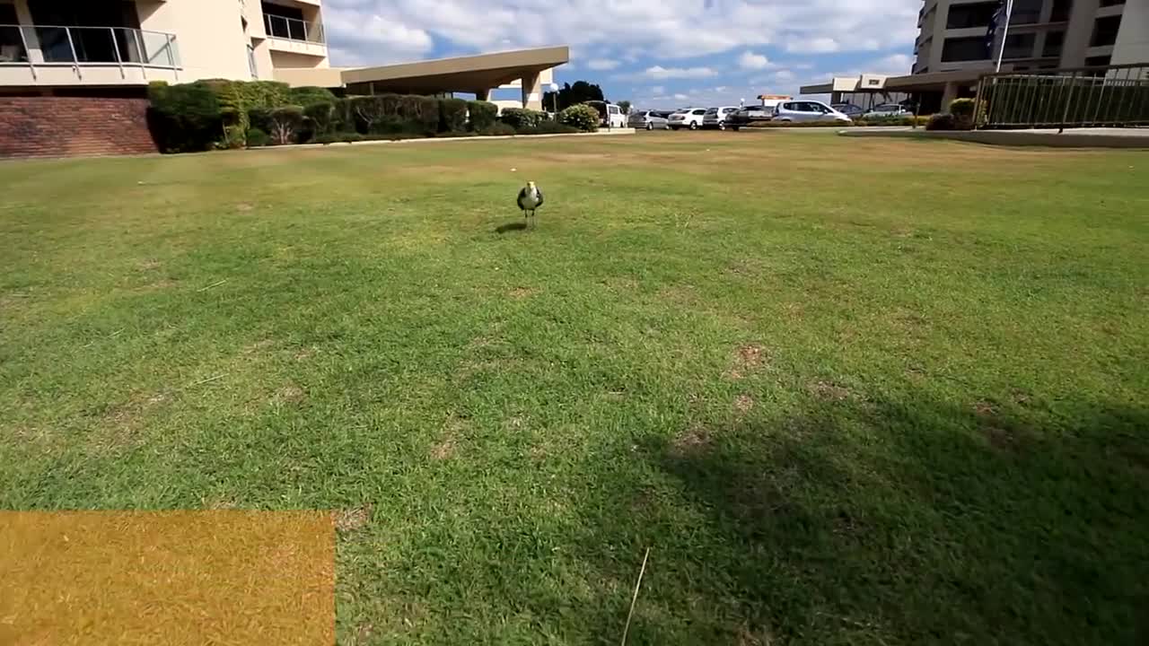 plover protecting eggs