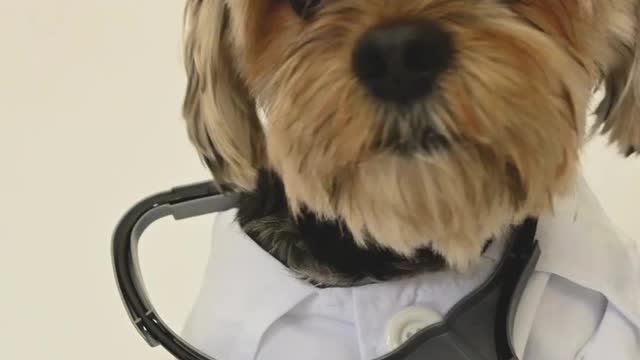 Funny video Dogtor