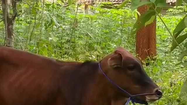 Binatang apakah ini sangat besar
