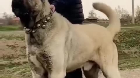 Why kangal dogs are the best dogs in the world 🌎🌎