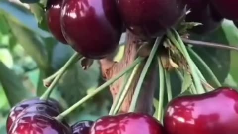 A huge cherry tree was developed in China.