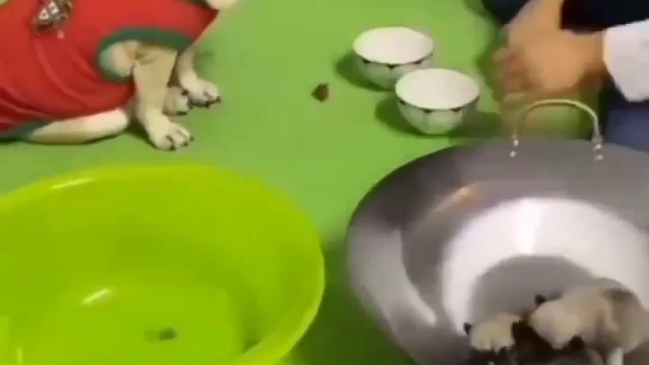 Betting with a smart dog