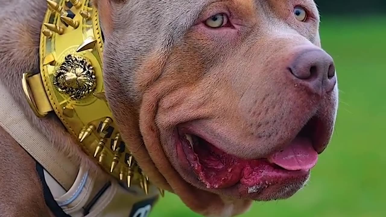 A pittbull with big gold chain