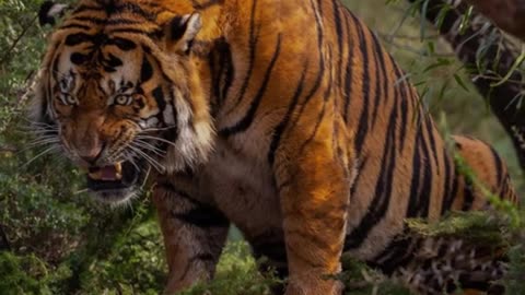 Biggest Tiger