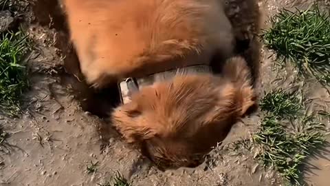 My treasure, where do you put this treasure? How much gold has been dug up?