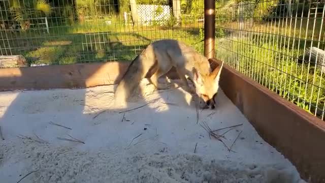 Fawzi Fox gets his own sand box!