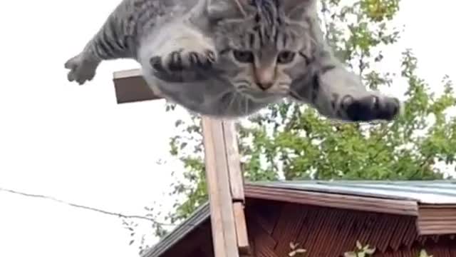 Beautiful cat trying to jump from a high height