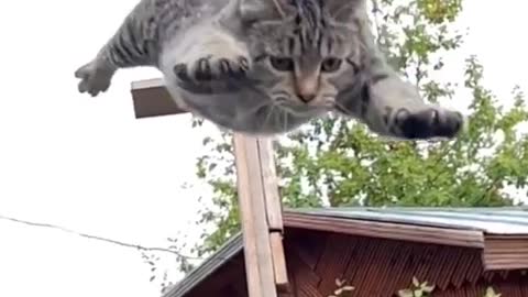 Beautiful cat trying to jump from a high height