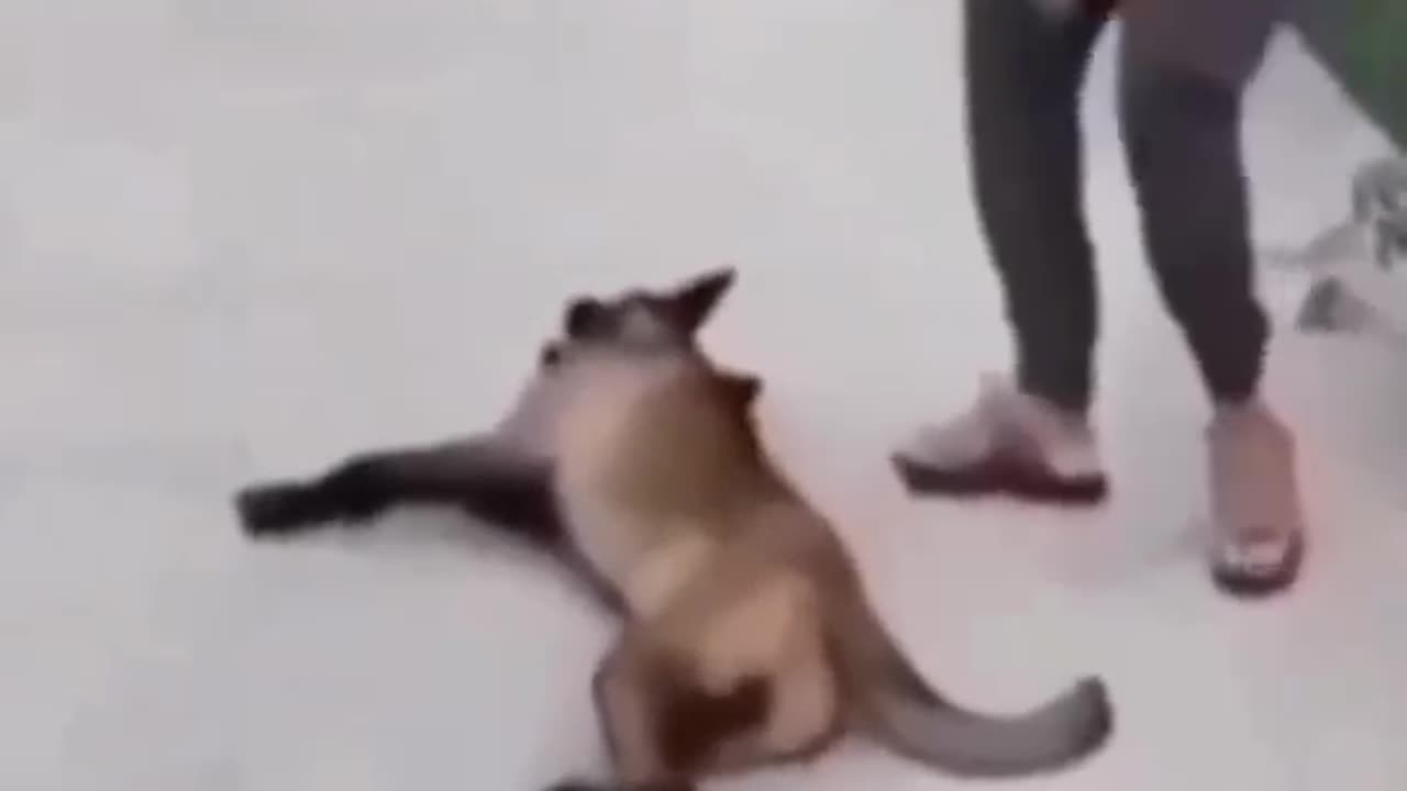 Animal funny video
