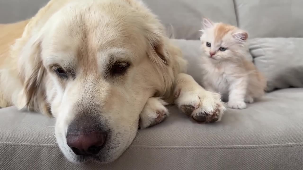 Golden Retriever Reacts to Tiny Kitten [Cutest Dog Reaction Ever]