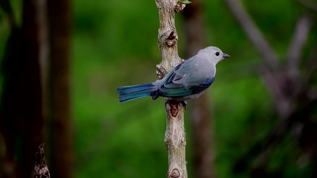 Beautiful Bird