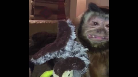 Ugly Monkey Loves His Stuffed Turkey