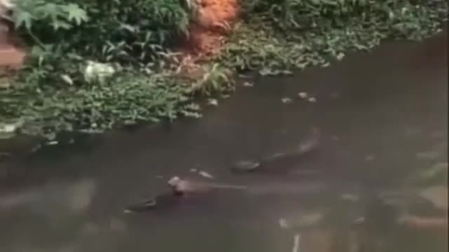 A capybara drives a crocodile