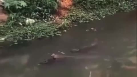 A capybara drives a crocodile