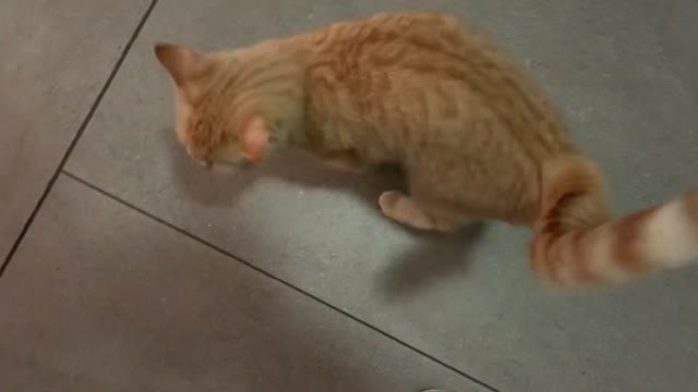 This is what my cat does when I get home
