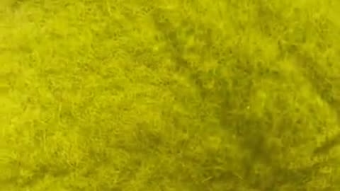 #cute funny cats2022 #viralvideos#youtubeshorts#mubazz world#shorts