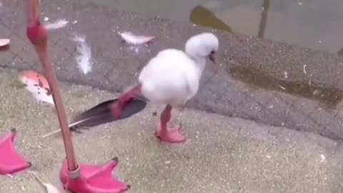 So cute ~ share a baby flamingo who is practicing standing on one foot.