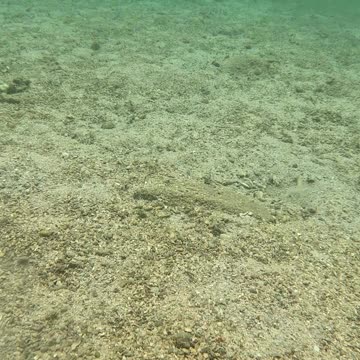 Snorkeling Adventures Await! Underwater Wonders