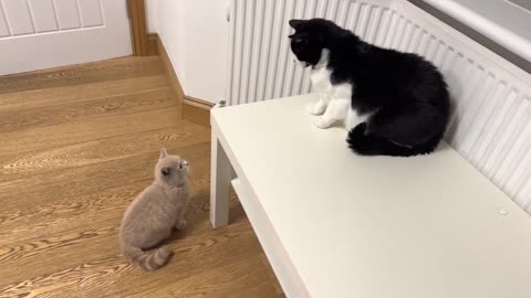 Angry Cat Hisses At New Kitten