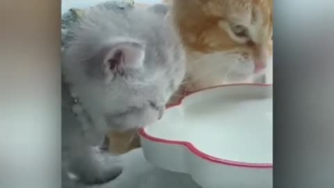 cats pets funny video 2023 | cats © funny video |animals video