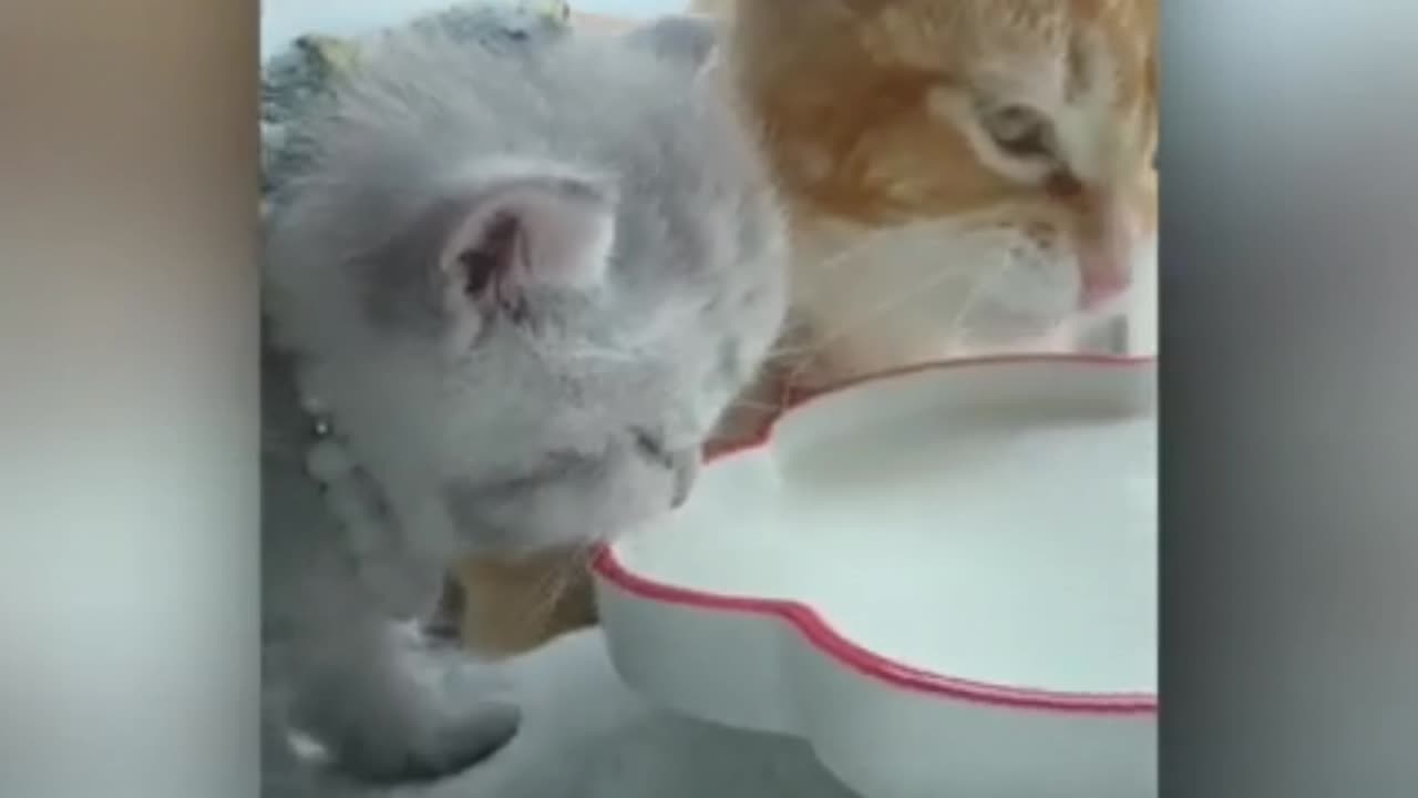 cats pets funny video 2023 | cats © funny video |animals video