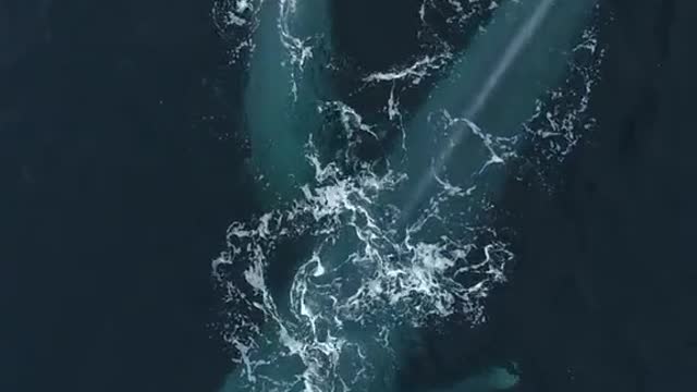 Would you ever swim with the largest animal to have ever lived😎