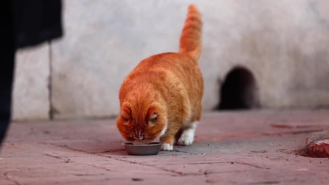 The hole in the wall has been dry rice orange cat