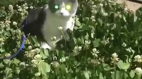 funny cat