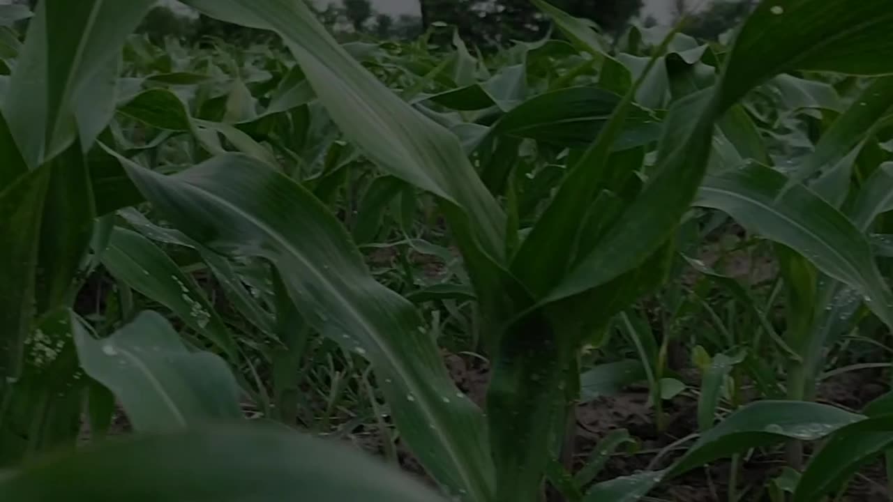 Corn field after Rain