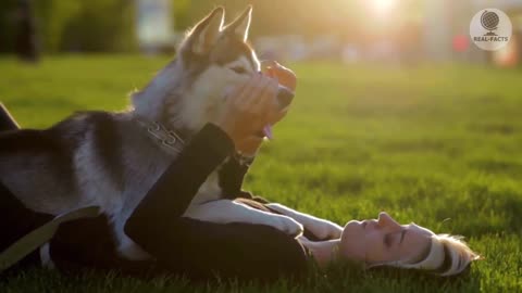 Dedicated canine couldn't quit crying at the asylum after he understood that he had been deserted