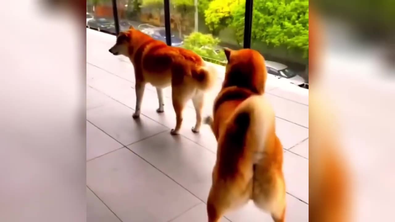 Funny Animal Videos