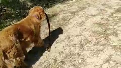 Dog Vs Snake