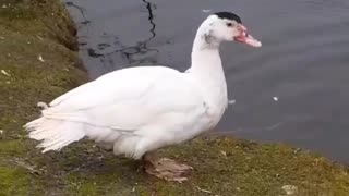 Our Baby Muscovy Ducks All grown Up