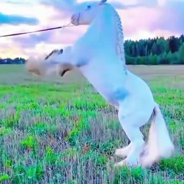 White Beautiful Horse In The World | Animals Axis