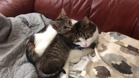 Cat tries to nap but kitten keeps biting his face