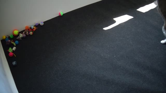 Cute Little Cat Has Caught the Toy