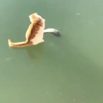 This cat clearly wants to Rumble the fish so bad he fighting air.