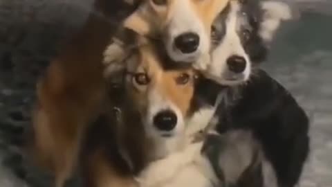 Dog Friendship trending short#fact and moj