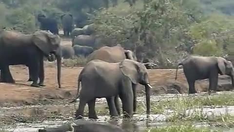 Kazinga Channel elephants, hippos, and buffaloes