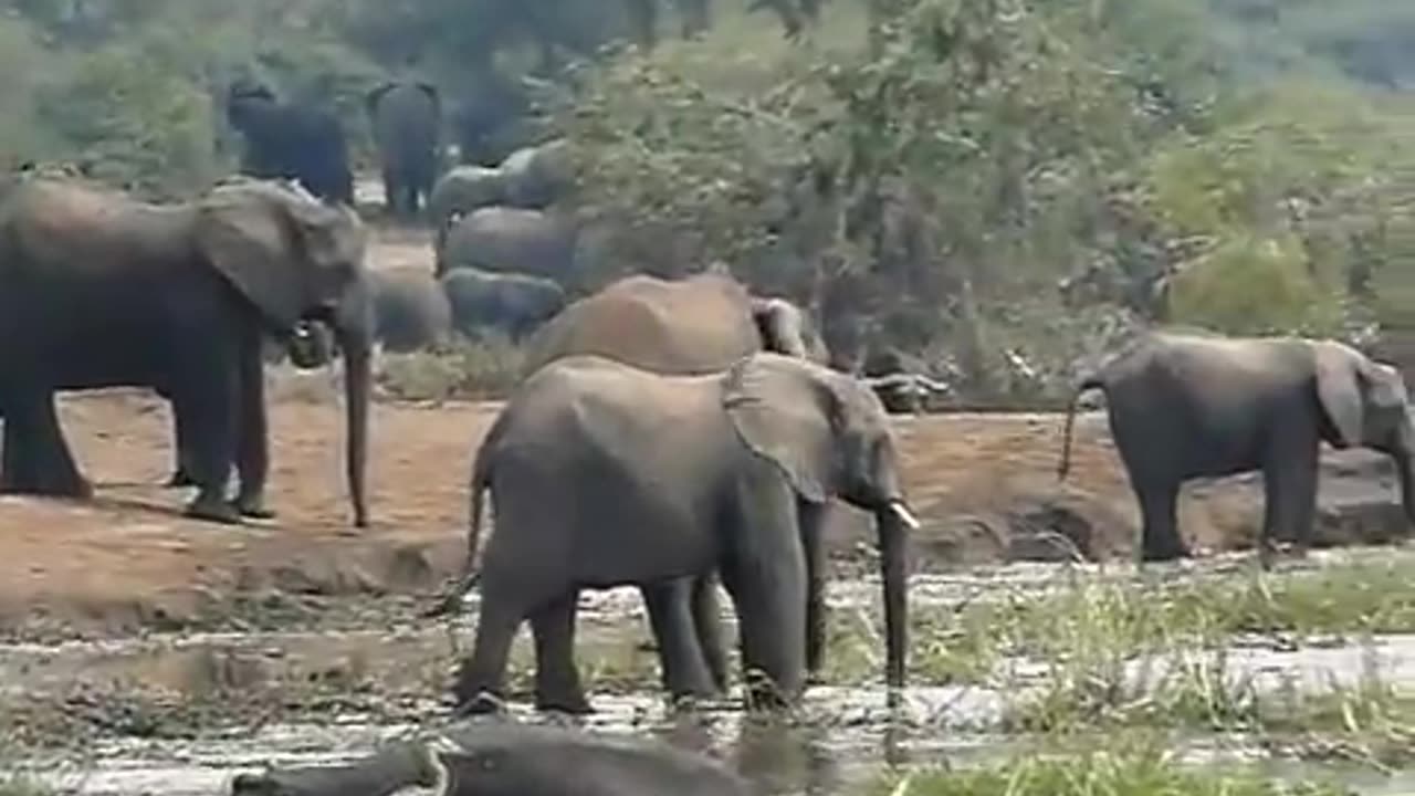 Kazinga Channel elephants, hippos, and buffaloes