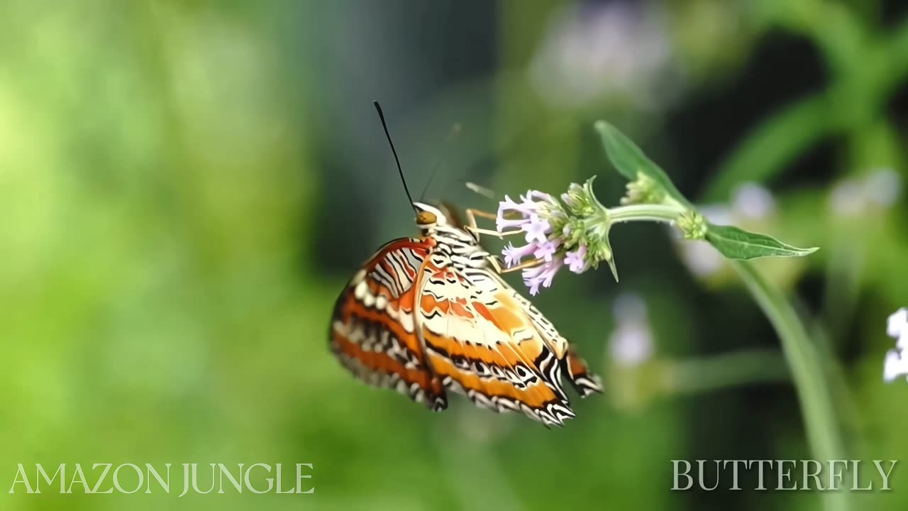 Amazon Butterfly