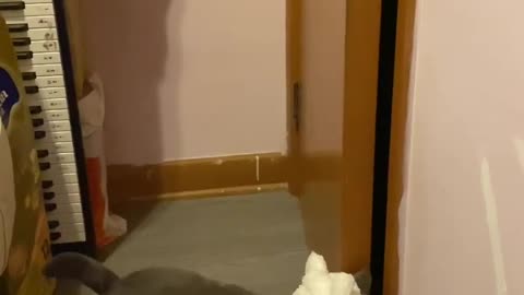 A cute and smart cat managed to open the door