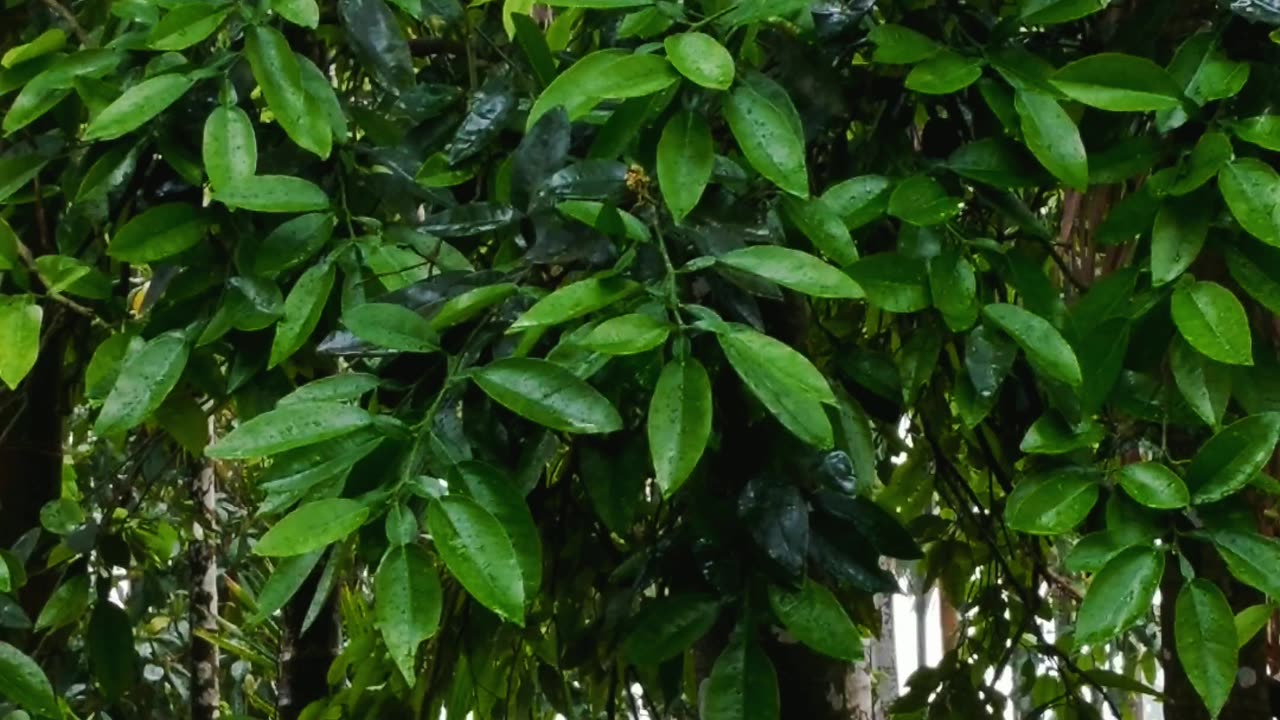 Rain in village..🌧️