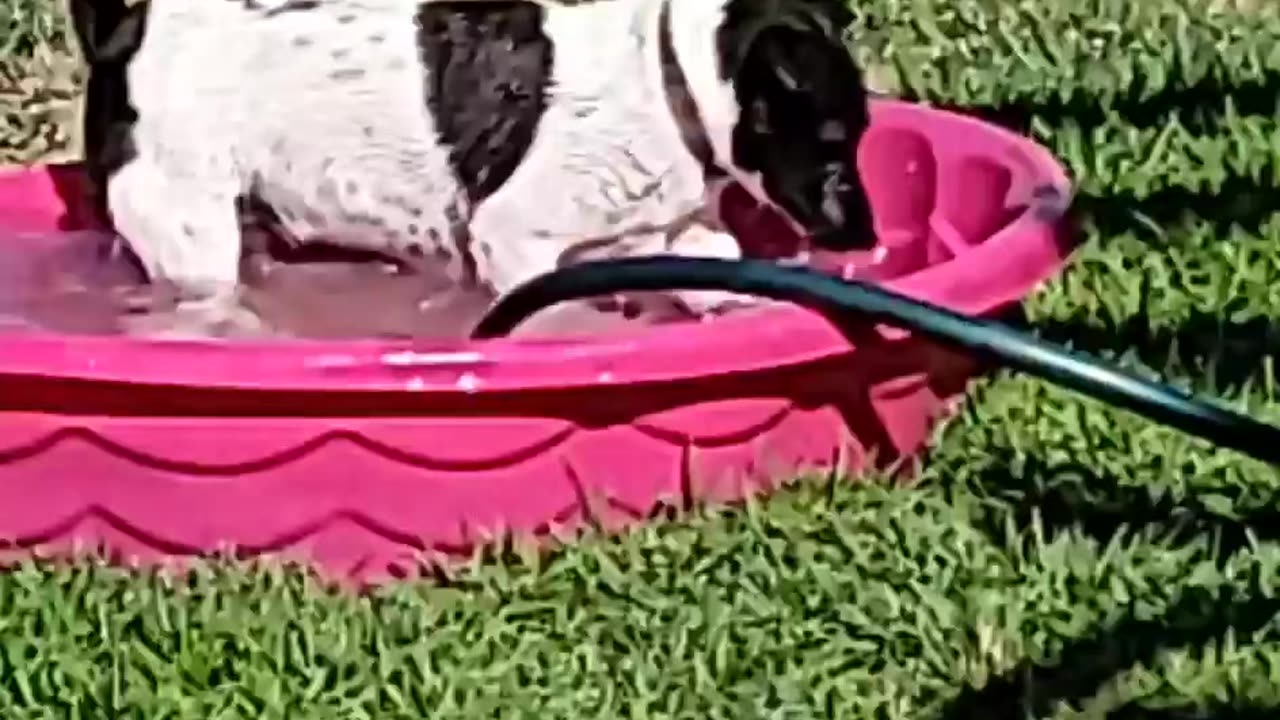 Greta in the pool