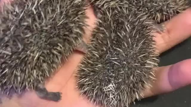 New Baby Hedgehog