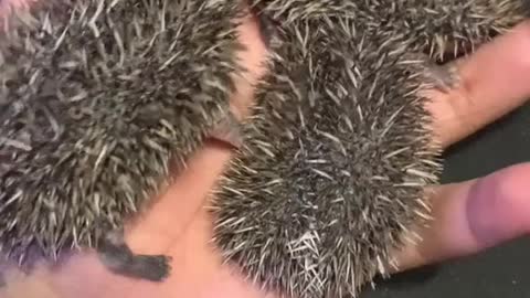 New Baby Hedgehog