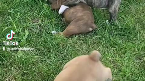 Puppy fights