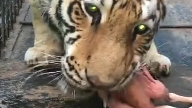 Tiger eating chicken