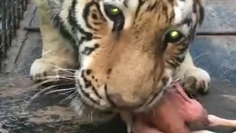 Tiger eating chicken